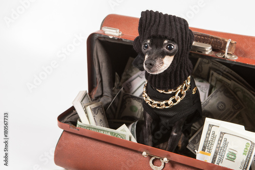 Bank robber. The dog robbed...