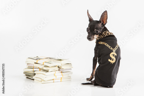 A dog with a gold chain. Do...