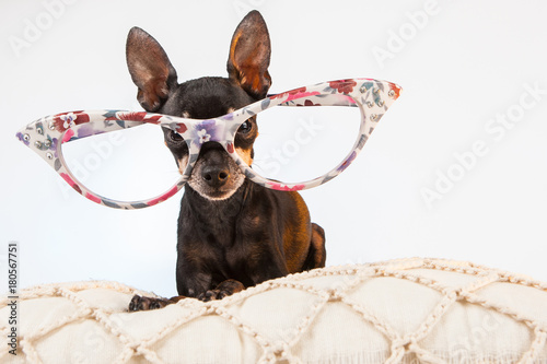 The dog is wearing glasses....