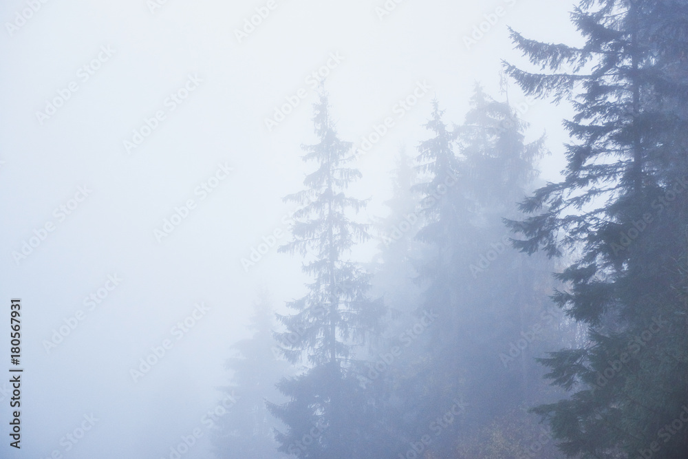Fototapeta premium Misty beech forest on the mountain slope in a nature reserve