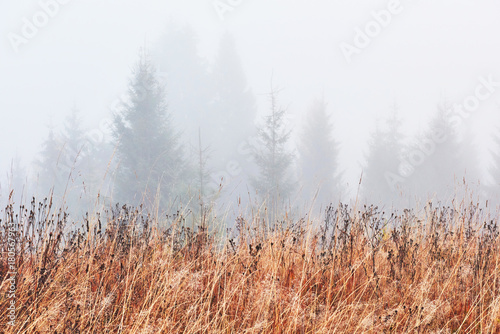 Wallpaper Mural Misty beech forest on the mountain slope in a nature reserve Torontodigital.ca