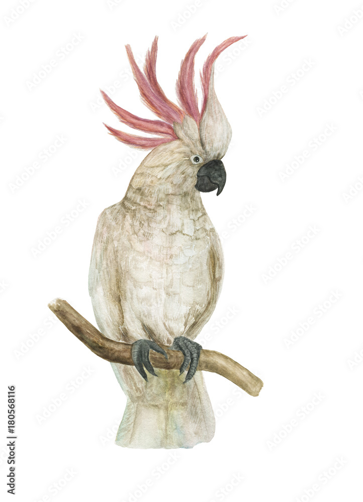 Fototapeta premium Akwarela malarstwo ptak Kakadu na białym tle