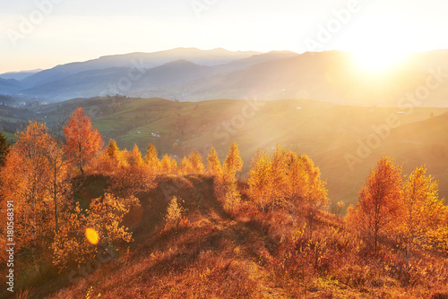 birch forest in sunny afternoon while autumn season. Autumn Landscape. Ukraine.