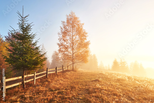 Shiny tree on a hill slope with sunny beams at mountain valley covered with fog. Gorgeous morning scene. Red and yellow autumn leaves. Carpathians  Ukraine  Europe. Discover the world of beauty