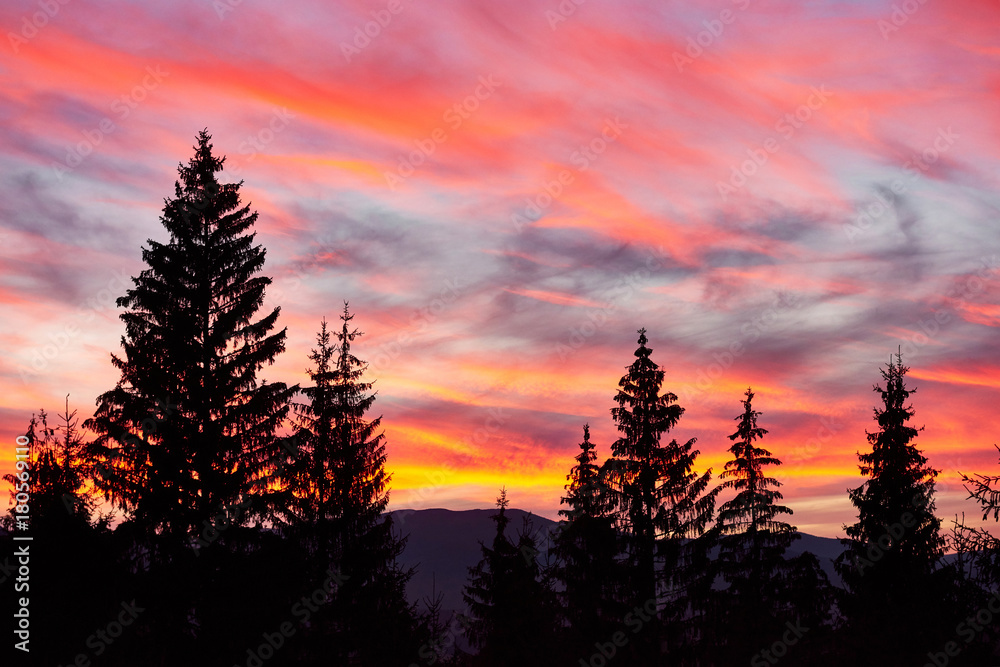 Fototapeta premium Majestatyczne niebo, różowa chmura na tle sylwetki sosen o zmierzchu. Karpaty, Ukraina, Europa. Odkryj świat piękna