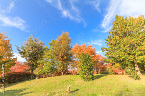  Japan autumn , Beautiful autumn leaves of Obuse park ,Nagano Prefecture,Japan.