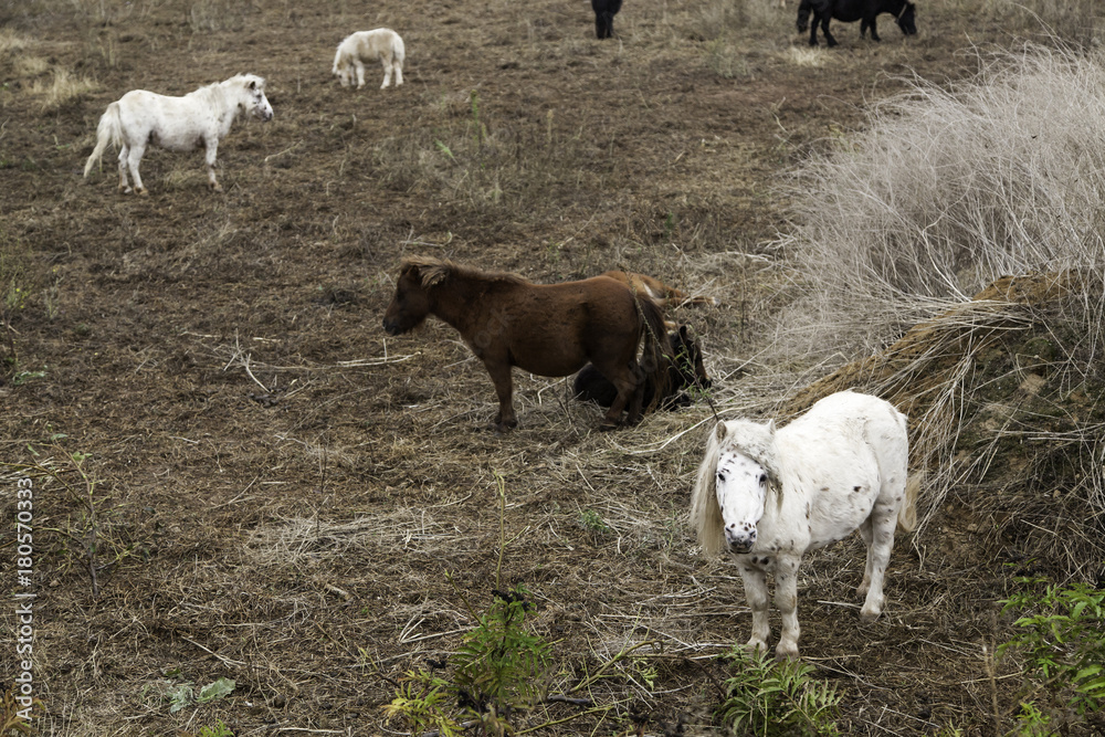 Obraz premium Pony in field