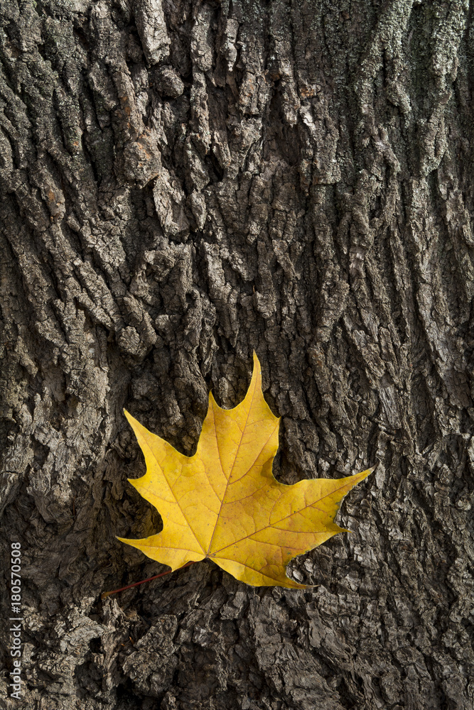 Yellow platanus leaf on tree bark