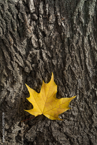 Yellow platanus leaf on tree bark photo