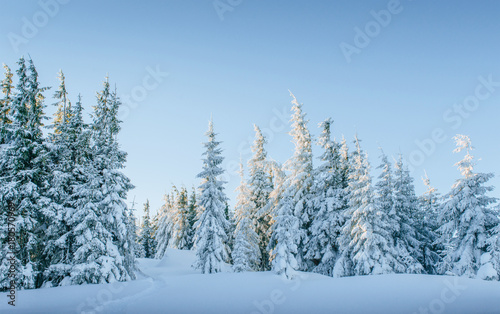 Mysterious winter landscape majestic mountains in winter. Magical winter snow covered tree. Winter road in the mountains. In anticipation of the holiday. Dramatic wintry scene. Carpathian. Ukraine