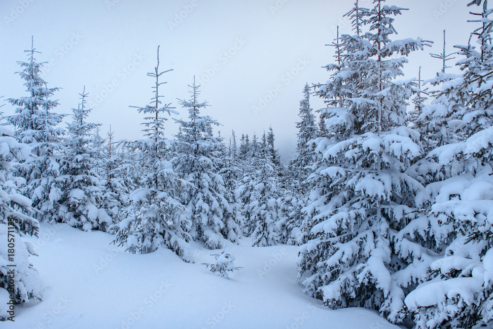 Obraz premium Frozen winter forest in the fog. Pine tree in nature covered with fresh snow Carpathian, Ukraine