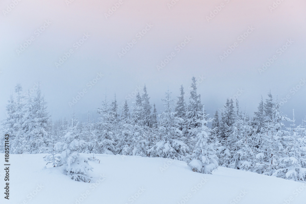 Frozen winter forest in the fog. Pine tree in nature covered with fresh snow Carpathian, Ukraine