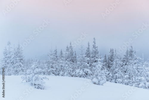 Frozen winter forest in the fog. Pine tree in nature covered with fresh snow Carpathian, Ukraine © standret