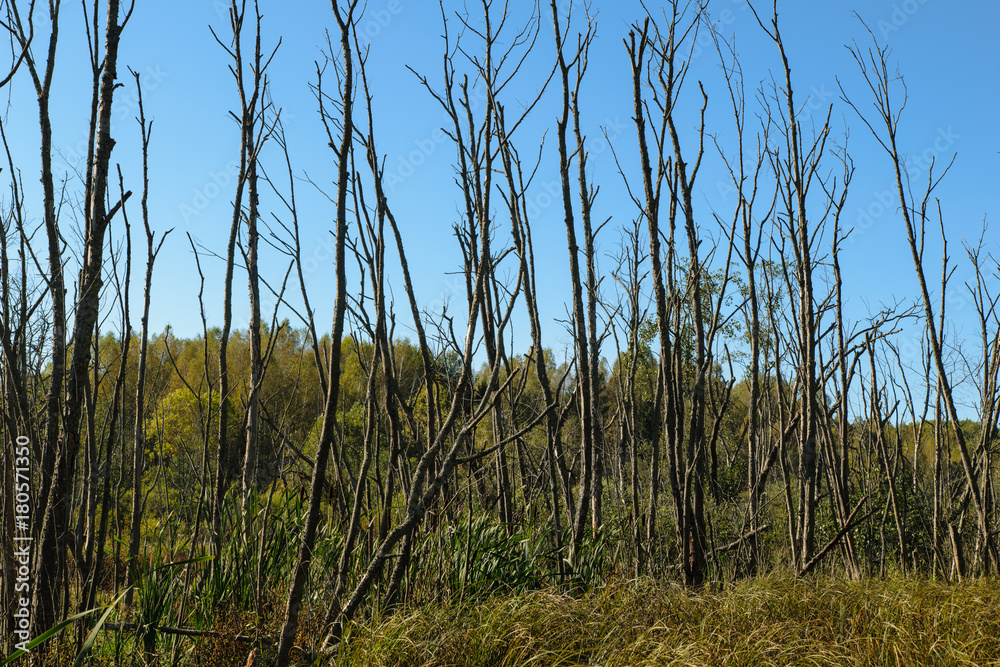 Dried trees on swamp in sunny day, Vladimir Region, Russia Dried trees on swamp in sunny day, Vladimir Region, Russia