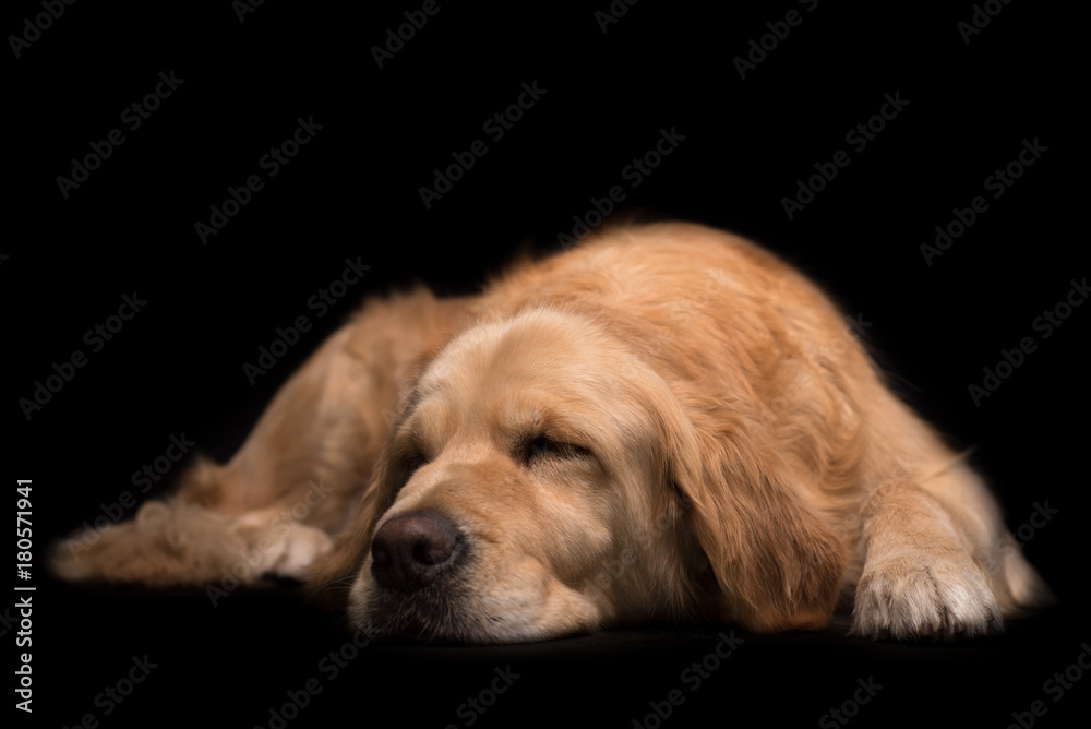 Golden Retriever dog isolated on black