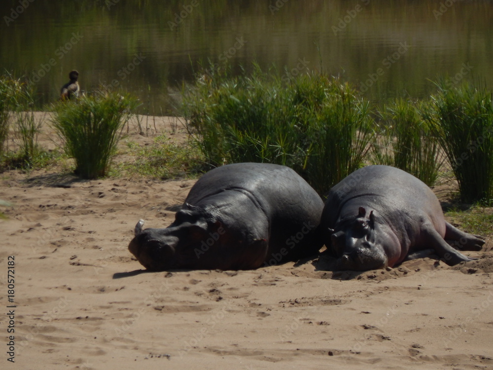 Fototapeta premium South African wildlife