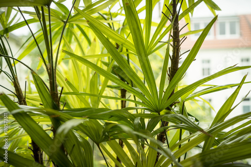 close up of a indoor palm tree