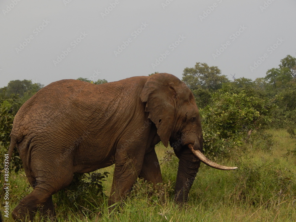 Fototapeta premium South African wildlife