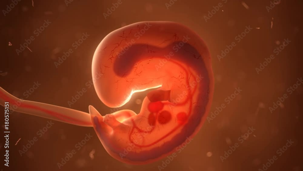 Human fetus with internal organs, development timelaps