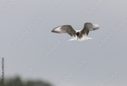 River tern flight photo