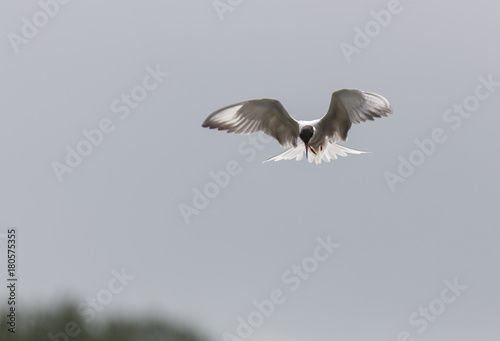 River tern flight