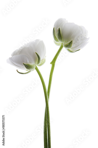 rosas blancas aisladas © NGEL