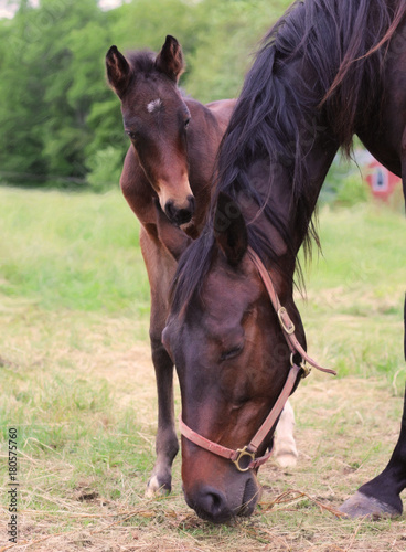 Newborn Horse With Mother 