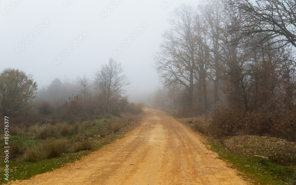 Camino de tierra entre robles y con niebla