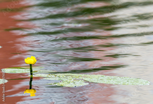 Photos Yellow water-lily