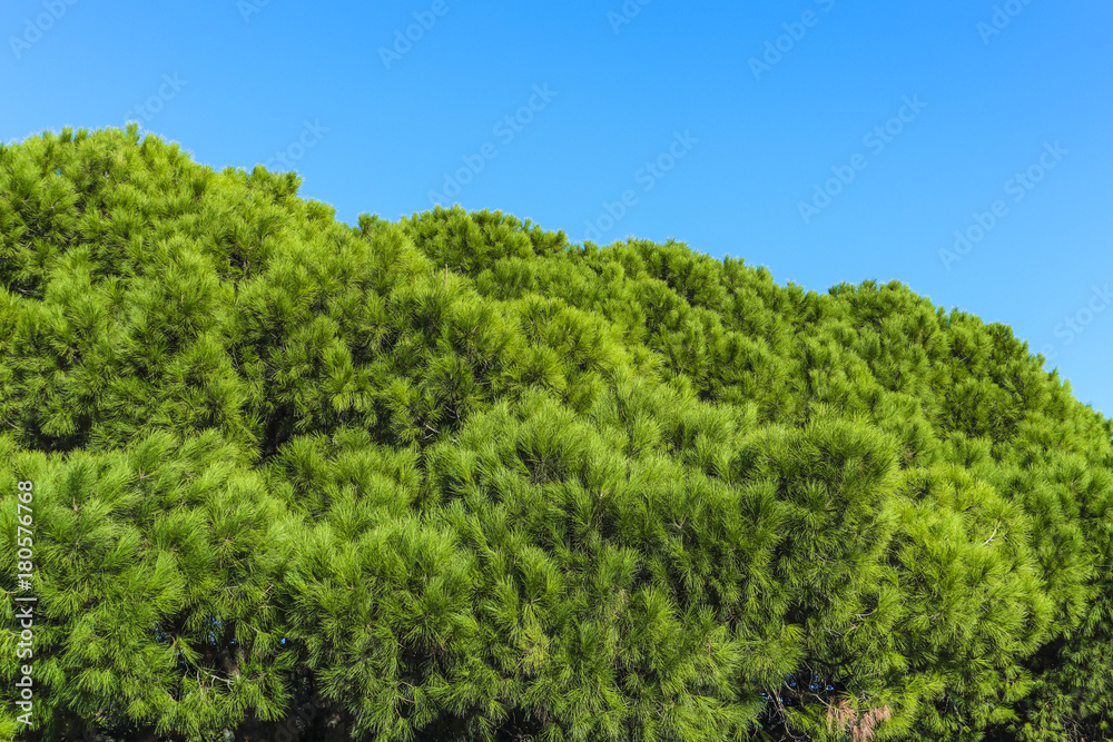 Mediterraner Pinienbaum Immergrün