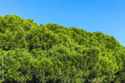 Mediterraner Pinienbaum Immergrün © Martin Haindl