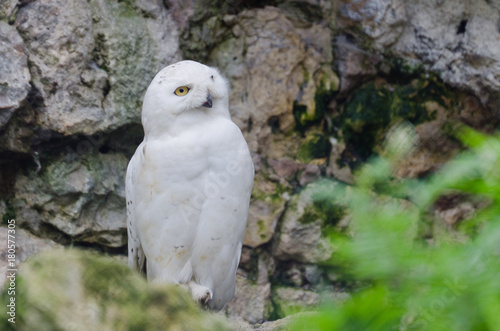 Pretty Owl standing very cute in park.