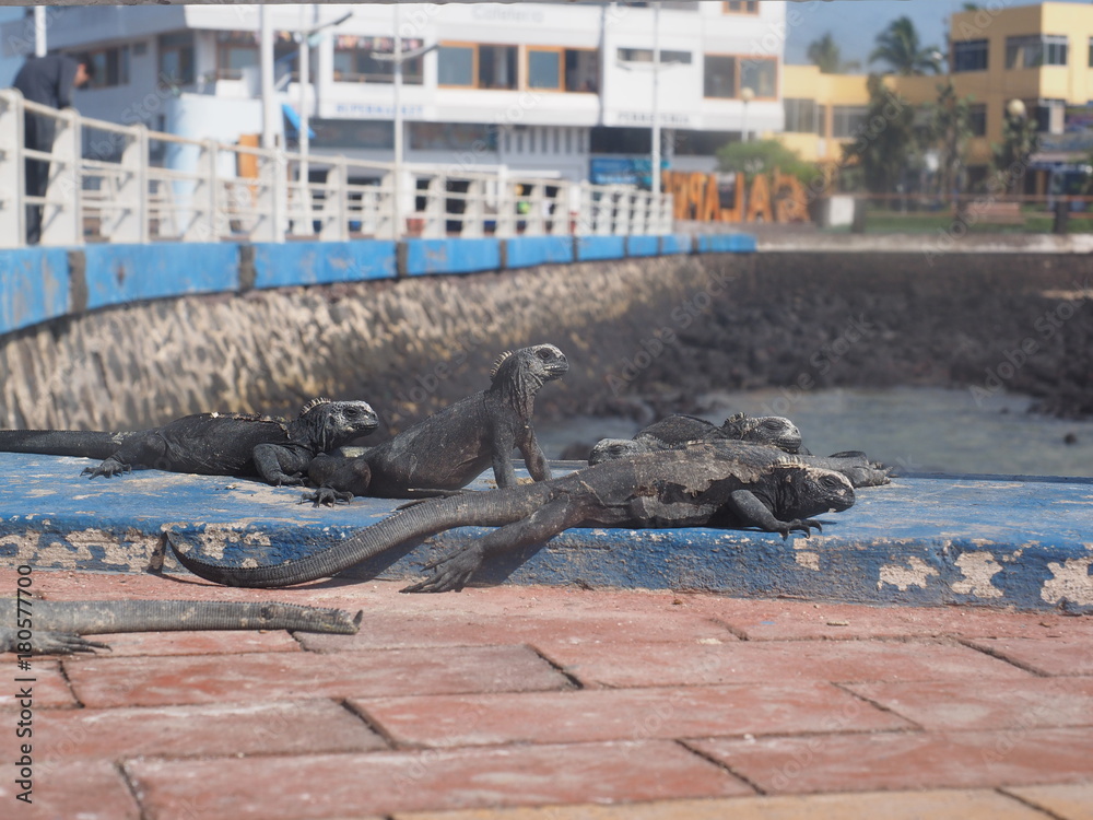 Fototapeta premium Group of Galapagos lizards at the pier at Puerta Ayora