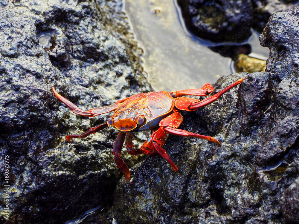 frontal view of a galapagos crab at puerta ayora frontal view of a galapagos crab at puerta ayora