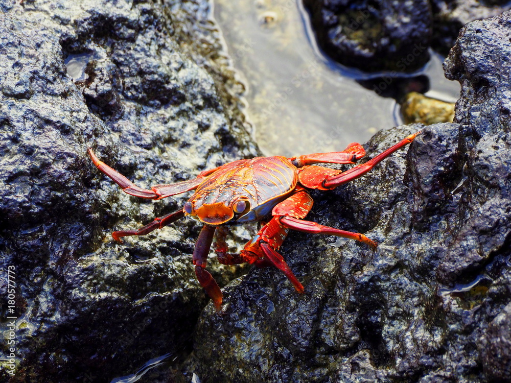 frontal view of a galapagos crab at puerta ayora