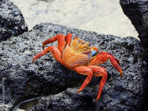 close-up of a galapagos crab at puerta ayora