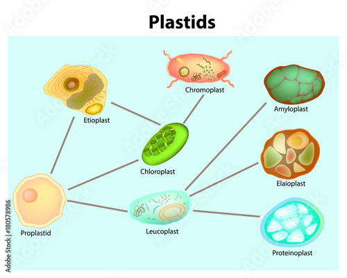 Plastids in plants