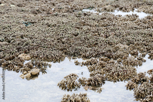 Coral reefs are built from stony corals, which in turn consist of polyps for education in nature. photo