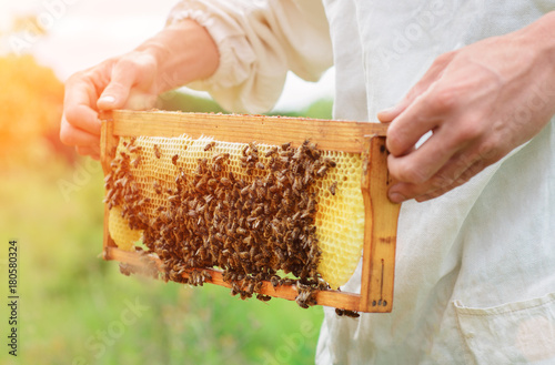 The beekeeper works with bees near the hives. Apiculture.