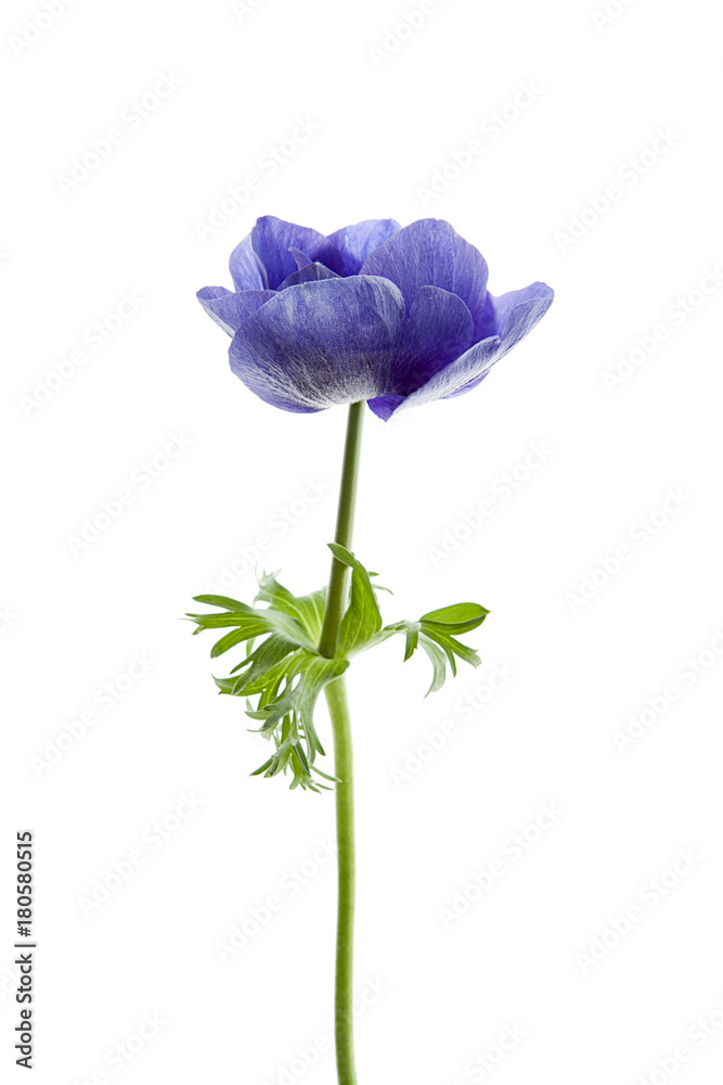 flores anémonas aisladas flores anémonas aisladas