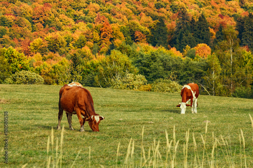 Cows on a meadow in autumn