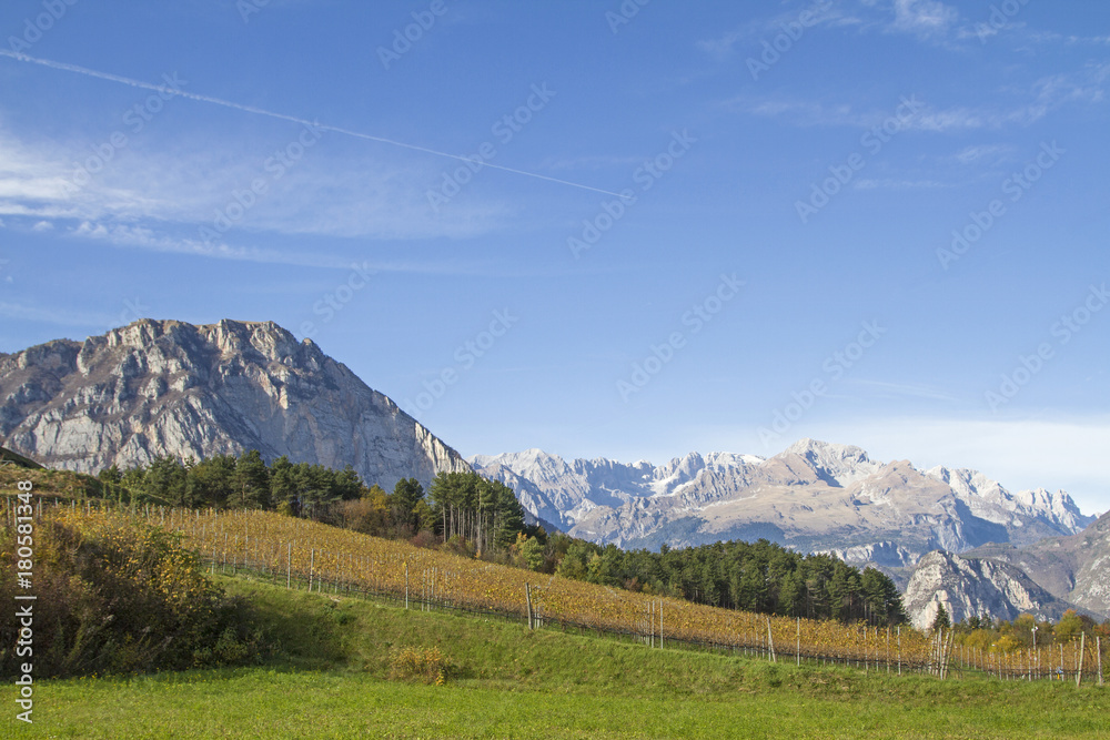 Weinfelder vor vor den mächtigen Gipfeln der Brentagrüppe