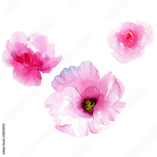 Wildflower eustoma flower in a watercolor style isolated. Full name of the plant: eustoma, marigolds, tagetes. Aquarelle wild flower for background, texture, wrapper pattern, frame or border. © yanushkov