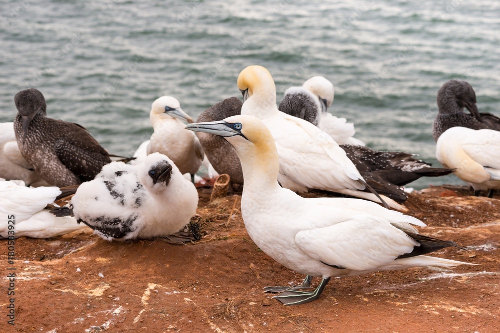 Basstölpel (Morus bassanus oder Sula bassana), Kolonie auf Lummenfelsen der Insel Helgoland, Alttiere und Jungtiere, Nordsee, Schleswig-Holstein, Deutschland, Europa Basstölpel (Morus bassanus oder Sula bassana), Kolonie auf Lummenfelsen der Insel Helgoland, Alttiere und Jungtiere, Nordsee, Schleswig-Holstein, Deutschland, Europa