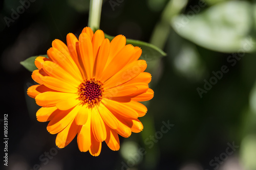 Orange and Yellow Marigold Upclose Macro Blurry Background