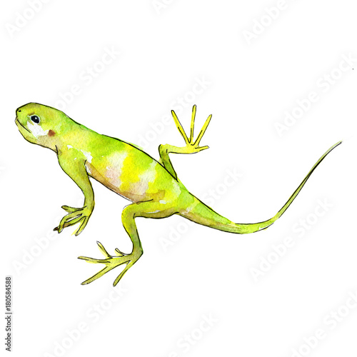 Exotic iguana in a watercolor style isolated. Full name of the reptilian  iguana. Aquarelle exotic reptilian for background  texture  wrapper pattern or tattoo.