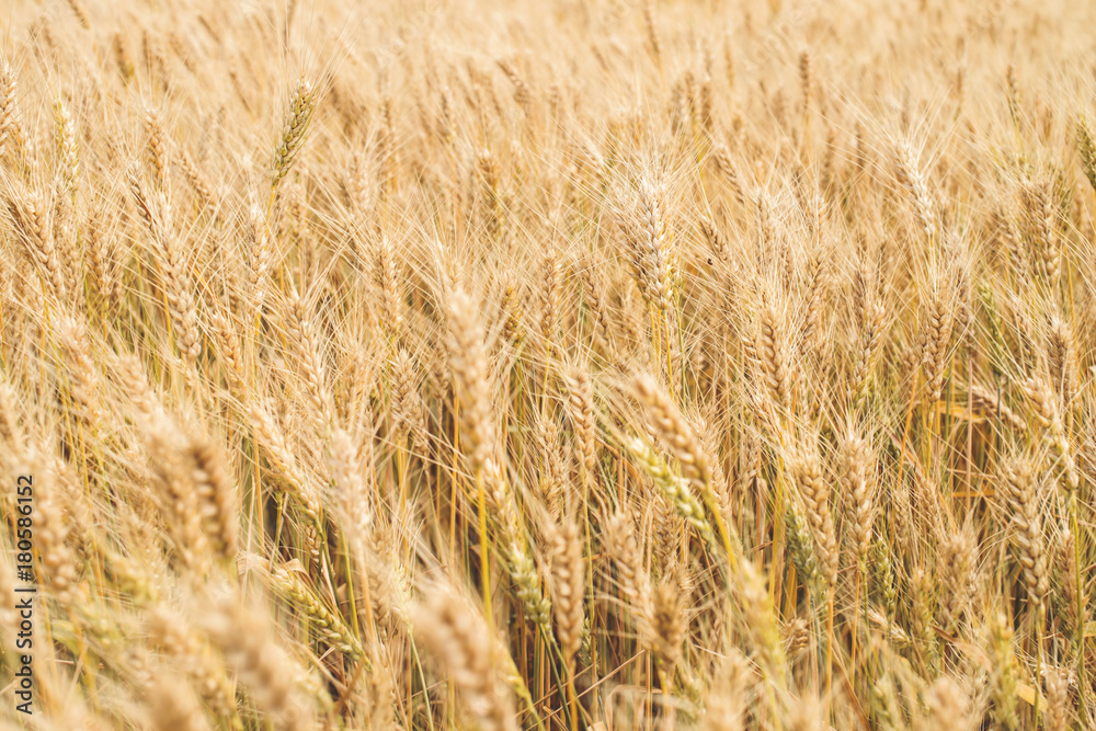 Wheat background. Summer wheat field. Wheat background. Summer wheat field.