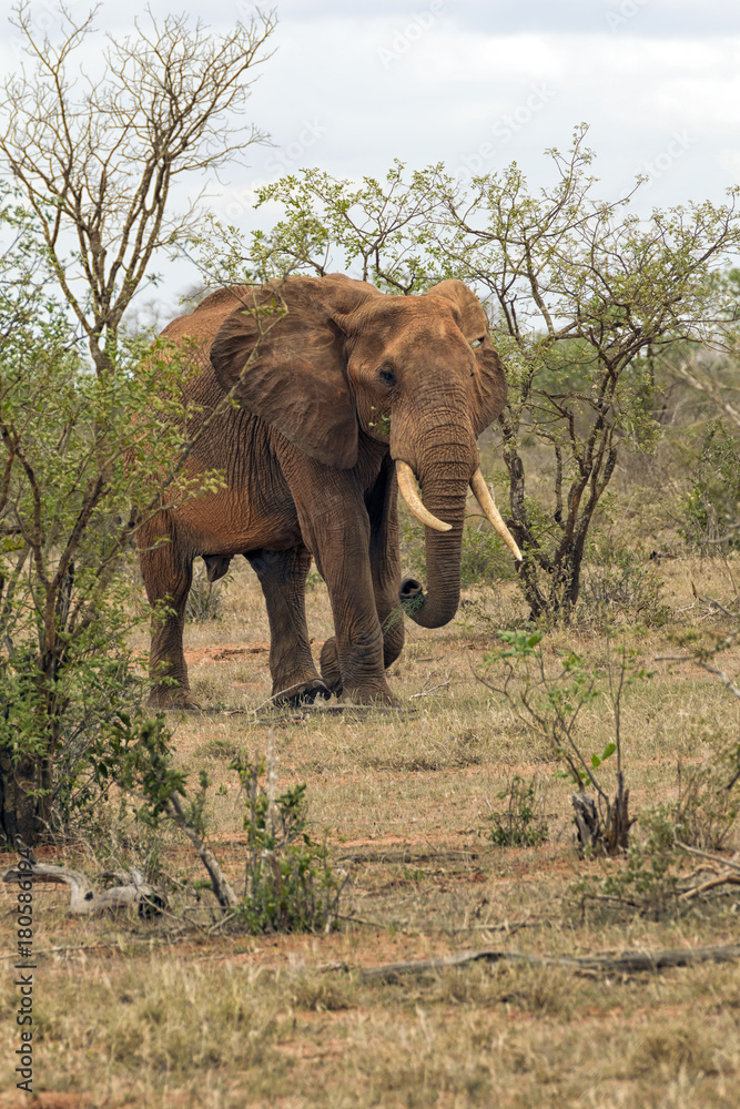 Elephant in the Savannah Elephant in the Savannah