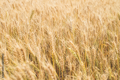 Wheat background. Summer wheat field. © Polina Ponomareva