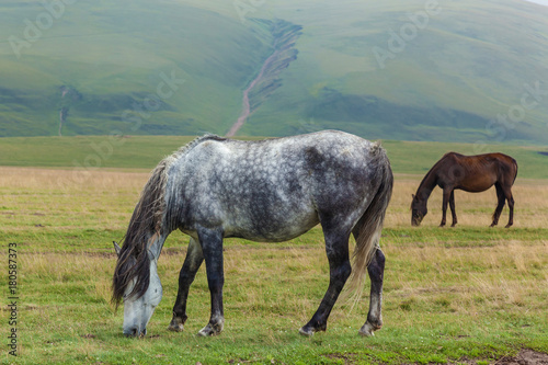 feeding dapple-gray and brown horses on the hills background © Oleg